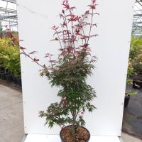 PM000049462