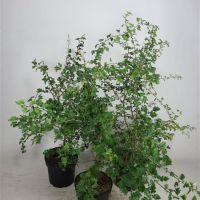 PM000049760