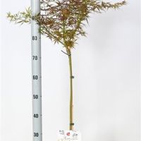 PM000053112