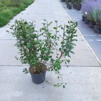 PM000053392