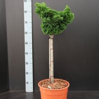 PM000057890