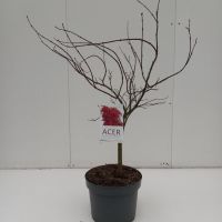 PM000058067