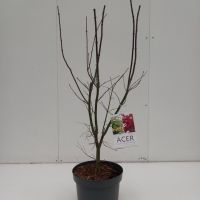 PM000058069
