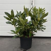 PM000058555