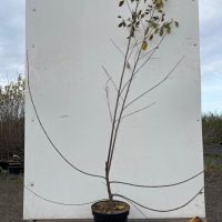 PM000061043