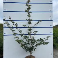 PM000061079