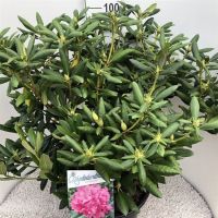 PM000062361