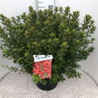 PM000062366