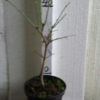 PM000063323