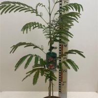 PM000064282