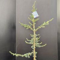 PM000066938
