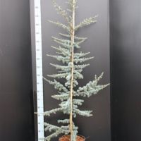PM000066941