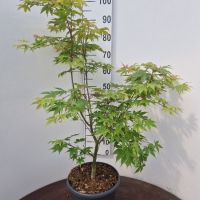 PM000070095