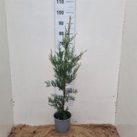 PM000072091