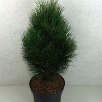PM000072650