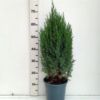 PM000074602