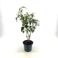 PM000075272