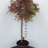 PM000078929