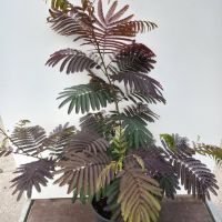 PM000080598