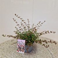 PM000081397