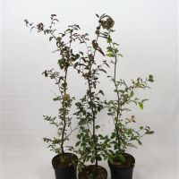 PM000083906