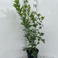 PM000085783