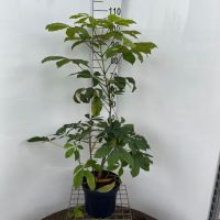 PM000086340