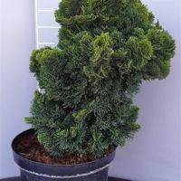 PM000087321