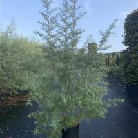 PM000088767