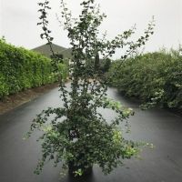 PM000088841