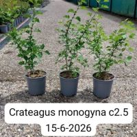 PM000091279