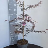 PM000093154