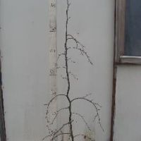 PM000094144