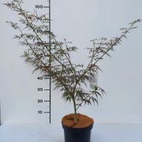 PM000094648