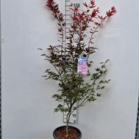 PM000095944
