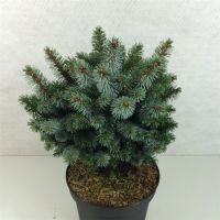 PM000096077