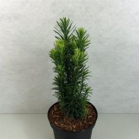 PM000096127