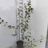 PM000096308