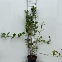 PM000096340