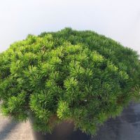PM000096476