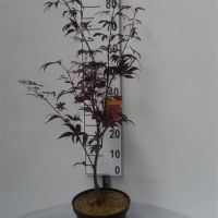 PM000097296