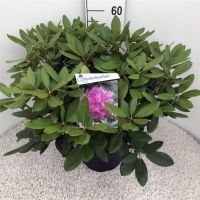 PM000100288