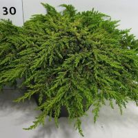 PM000103253