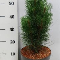 PM000103282