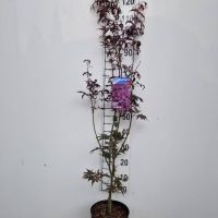 PM000104978