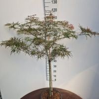 PM000104984