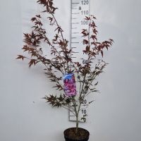 PM000107076