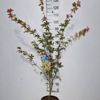 PM000107082