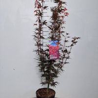 PM000107086