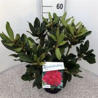 PM000107437